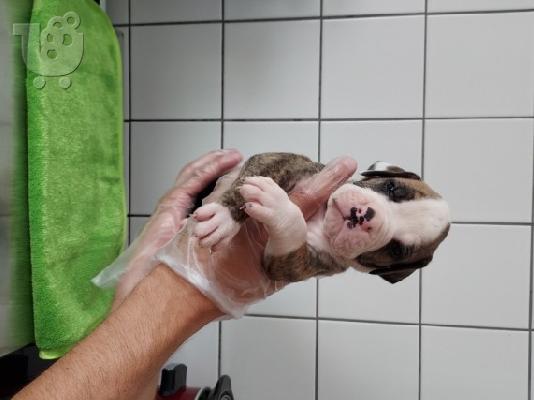 Πωλούνται κουτάβια Pitbull