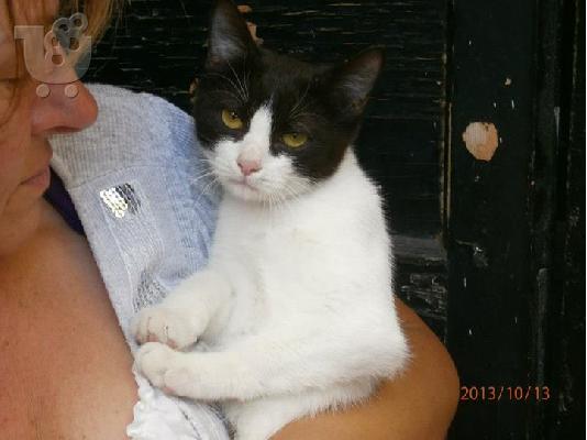 Γατακι χαριζεται