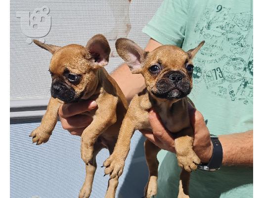 PoulaTo: French bulldog red
