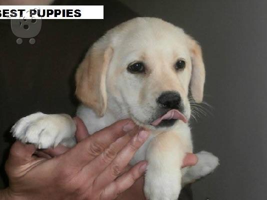 PoulaTo: LABRADOR