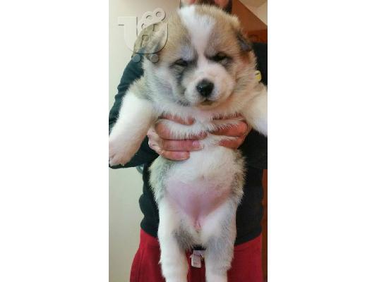 akita inu 21 ημερων