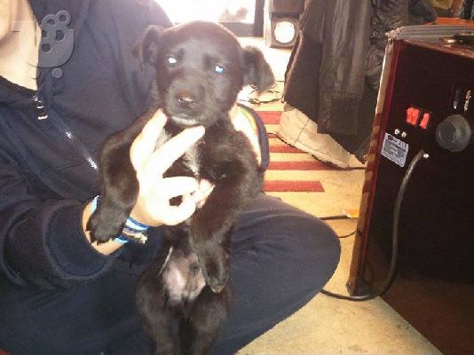 Χαριζονται 5 κουταβια ημιαιμα