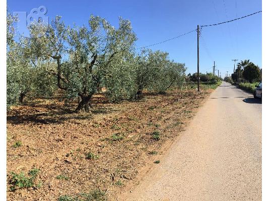 Eλαιώνας 2600τμ Βερια Χαλκιδικής