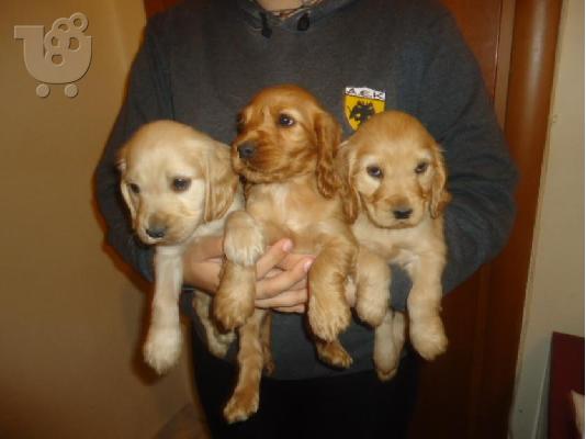 PoulaTo: Cocker Spaniel προς πώληση