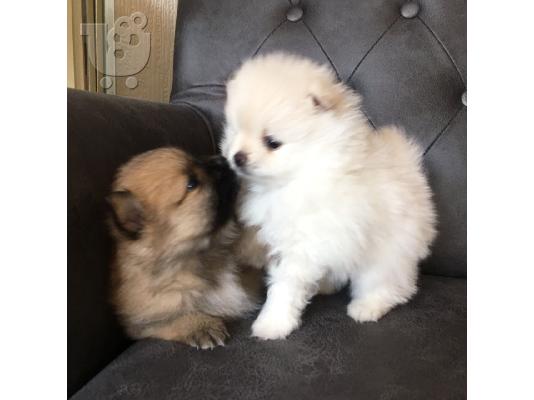 Pomeranian όλα kc reg.