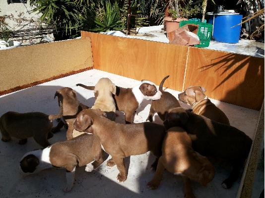 American Pitbull red nose