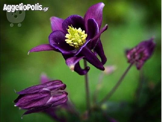 PoulaTo: 100 Σποροι - Aquilegia vulgaris Christy Barlow