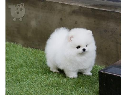 PoulaTo: γλυκά μικρά pomeranian κουτάβια