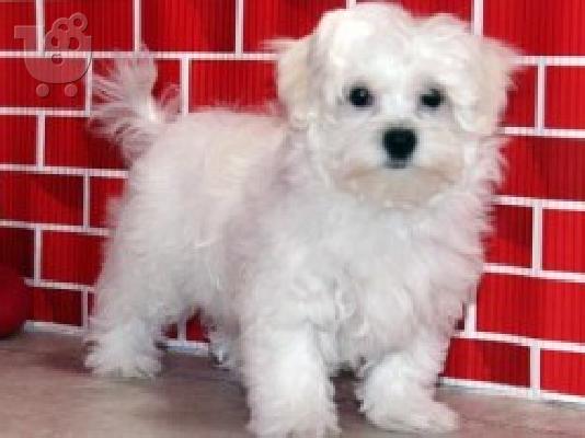 PoulaTo: Διαθέσιμα φανταστικά λευκά κουτάβια από τη Μάλτα