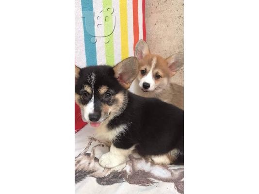 PoulaTo: Welsh κουτάβια corgi