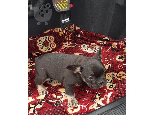 PoulaTo: French bulldog