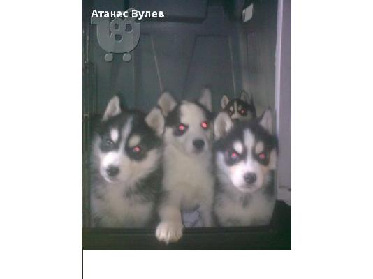HASKY