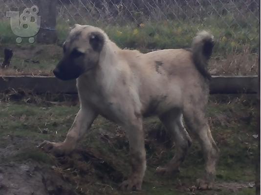 Turski kangal