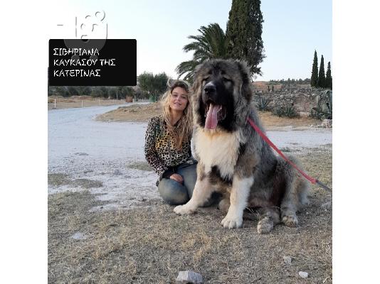Ποιμενικα καυκασου Κουταβια καυκαυσου caucasian shepherd