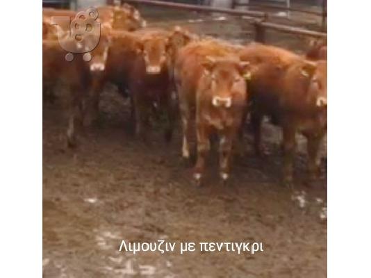 ΛΙΜΟΥΖΙΝ  ΜΟΣΧΙΔΕΣ