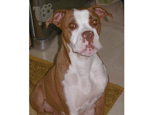 Pitbull rednose koutavia