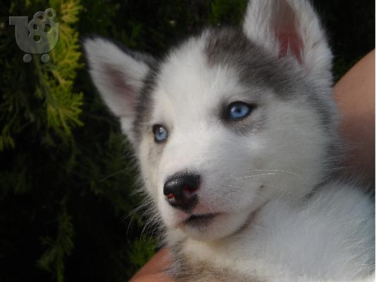 Siberian Husky