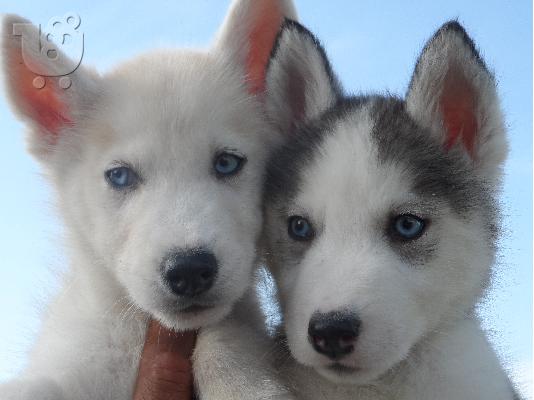 Κουταβια καθαροαιμα Siberian Husky