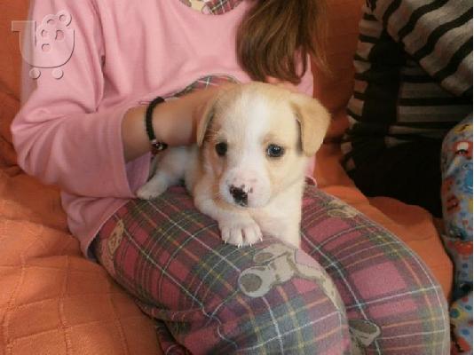 Κουταβακι 1.5 μηνα χαριζεται