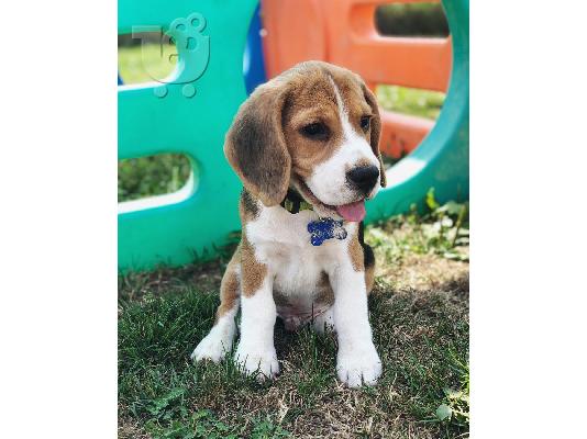 Πωλούνται κουτάβια Nice Beagle.