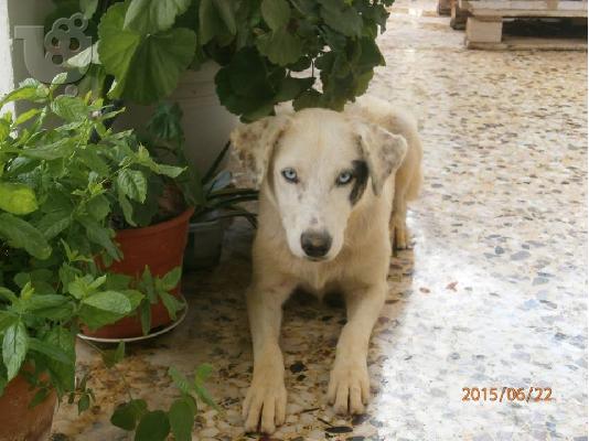 Η Ασπρουλα που ειναι μαλλον απο σπιτι ψαχνει σπιτι...