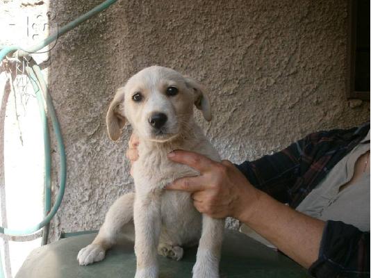 PoulaTo: Κουταβακι λευκο 3μηνων χαριζεται