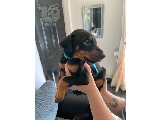 PoulaTo: Doberman Pups