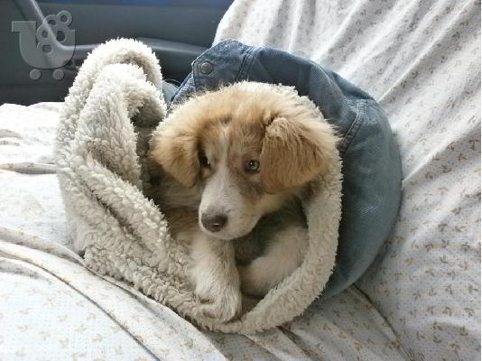 Κουταβακι χαριζεται