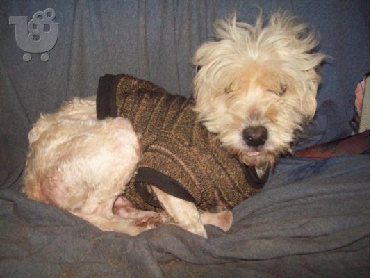 Γκριφον Κανις χαριζεται