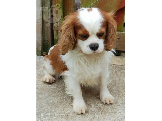 PoulaTo: Βασιλιάς Charles Cavalier Pups