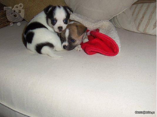 PoulaTo: κουτάβια τσιουάουα έτοιμα να πάνε