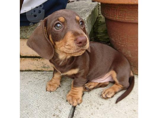 Dachshund