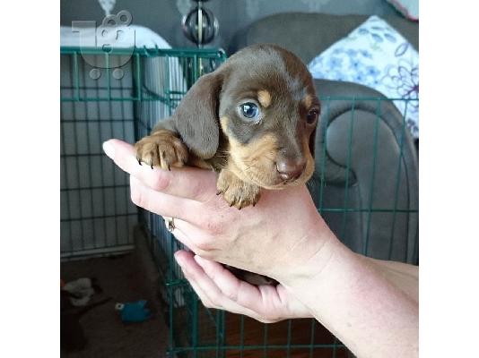 Κουτάβια Dachshund