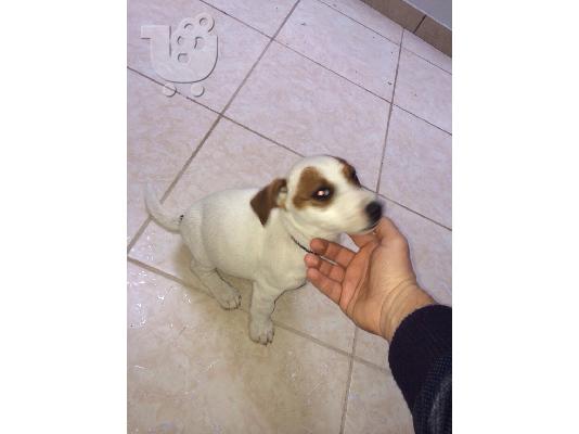 Πωλείται jack russell