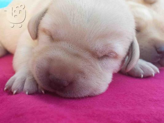Διαθέσιμα καθαρόαιμα κουτάβια Labrador