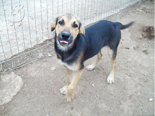 Λυκοσκυλιτσα ημιαιμη ψαχνει γονιο