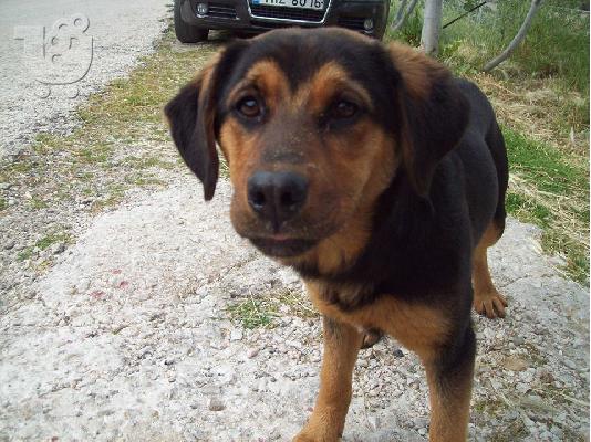 Σκυλακια 7 μηνων χαριζονται