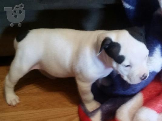 Όμορφη pitbull Bully