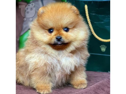 PoulaTo: POMERANIAN