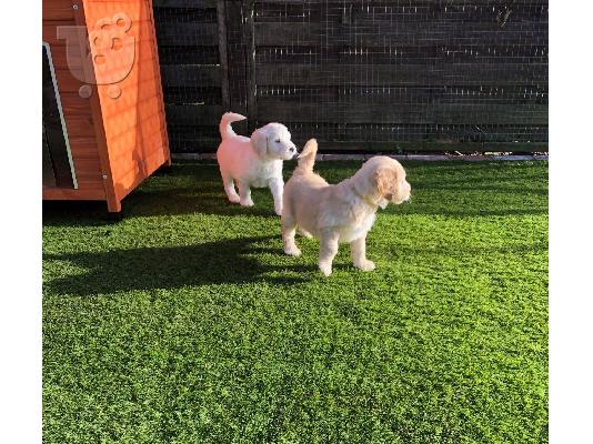 PoulaTo: Όμορφα Golden Retriever κουτάβια