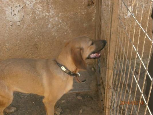 Κουταβος χαριζεται