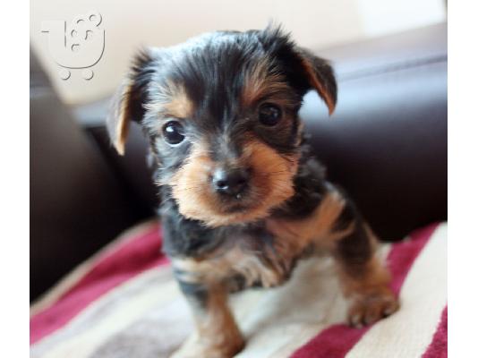 PoulaTo: κορυφαία ετοιμοπαράδοτα yorkie