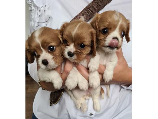 PoulaTo: Cavalier King Charles Spaniel Puppies