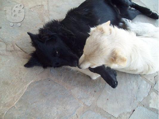 Ημιαιμοι λυκοι/κολευ χαριζονται για συντροφια κ φυλαξη...