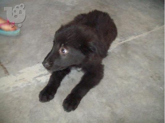 Τσοπανοκουταβακια 3μισι μηνων χαριζονται