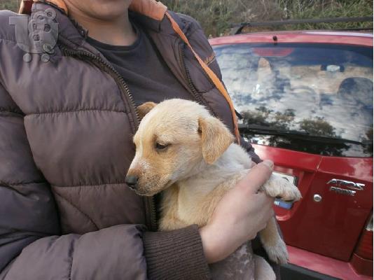 Κουταβακι χαριζεται