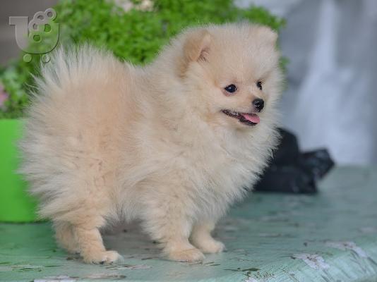 PoulaTo: Κουτάβι Pomeranian Spitz