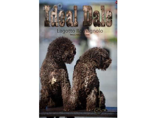 Lagotto Romagnolo κουτάβια