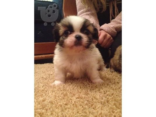 PoulaTo: βασιλικά πεκινουά