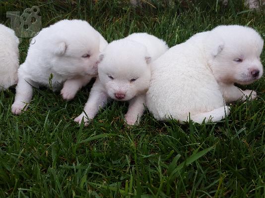 PoulaTo: akita inu koutavia
